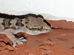 Hemidactylus maculatus