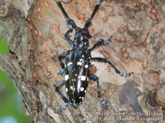 Anoplophora glabripennis