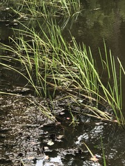 Eleocharis quadrangulata