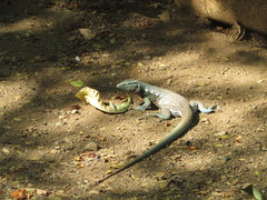 Cnemidophorus murinus