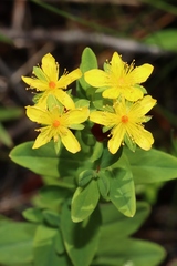 Hypericum ellipticum