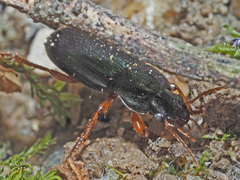Ophonus azureus