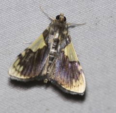 Rehimena cissophora