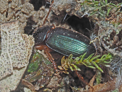 Ophonus azureus