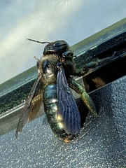 Xylocopa californica californica