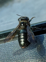 Xylocopa californica californica
