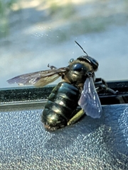Xylocopa californica californica