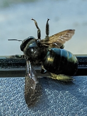 Xylocopa californica californica