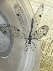 Dendroleon speciosus