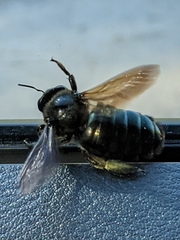 Xylocopa californica californica