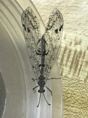 Dendroleon speciosus