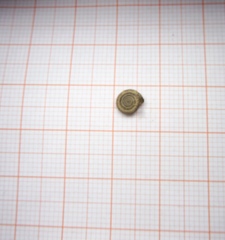 Helicodonta angigyra