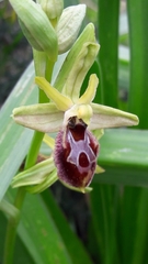 Ophrys exaltata