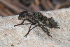 Cyrtopogon bimaculus