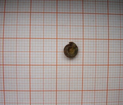 Helicodonta angigyra