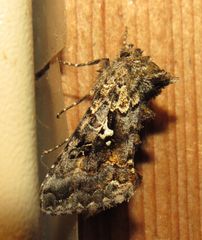 Syngrapha alias