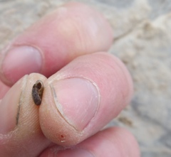 Helicodonta angigyra