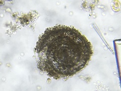 Cornuspiridae