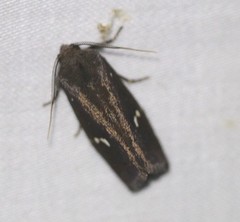 Elusa oenolopha
