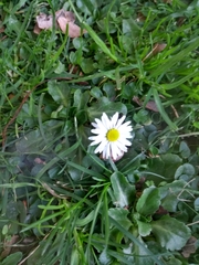Bellis perennis
