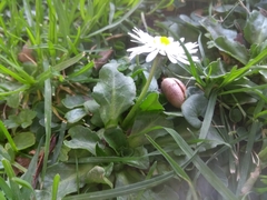 Bellis perennis