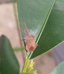 Coreus marginatus