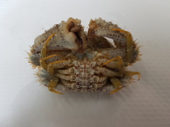 Calappa galloides