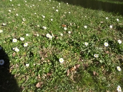 Bellis perennis