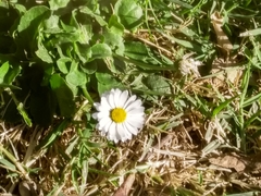 Bellis perennis