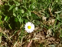 Bellis perennis