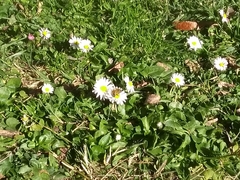 Bellis perennis