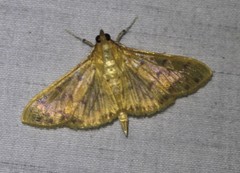 Patania balteata