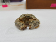 Calappa galloides