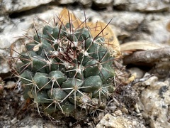 Mammillaria petrophila