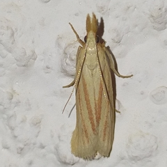 Hypsotropa vulneratella