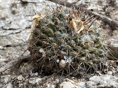 Mammillaria petrophila