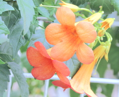 Campsis grandiflora