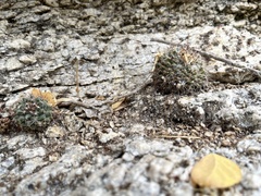 Mammillaria petrophila