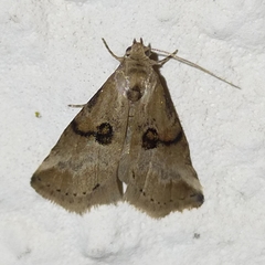 Zebeeba falsalis