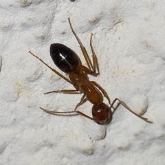 Camponotus nylanderi