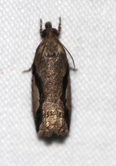 Statherotis pendulata