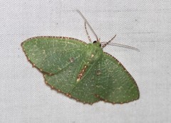 Eucyclodes metaspila