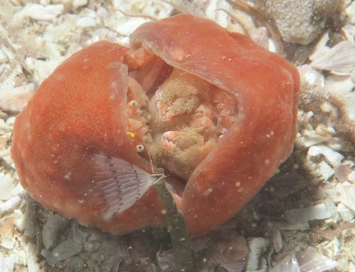 Pseudodromia latens
