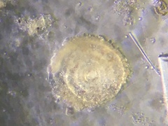 Cornuspiridae