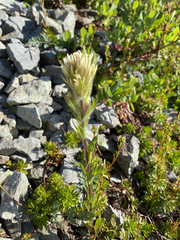 Castilleja parviflora albida