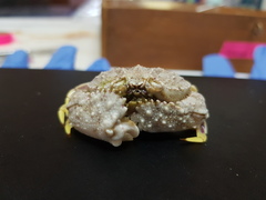 Cryptosoma balguerii