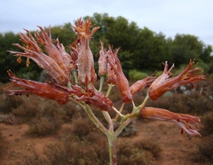 Cotyledon orbiculata spuria