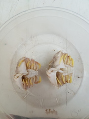 Cryptosoma balguerii