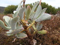 Cotyledon orbiculata spuria
