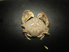 Cryptosoma balguerii